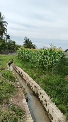 The video pans across a cornfield with a concrete irrigation ditch running alongside it. The corn stalks are tall and green, with tassels at the top. The sky is cloudy. In the distance, palm trees and some buildings can be seen. The irrigation ditch appears to be full of water.