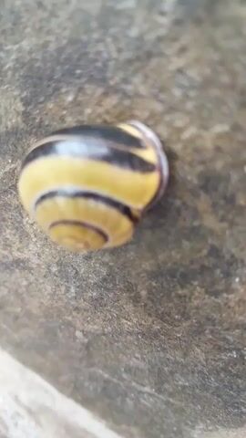 A close-up shot shows a snail shell with yellow and black stripes resting on a rough, textured surface that appears to be stone or concrete. The snail shell is spiraled and rests on its side. The lighting is natural and highlights the details of the shell's pattern and texture.