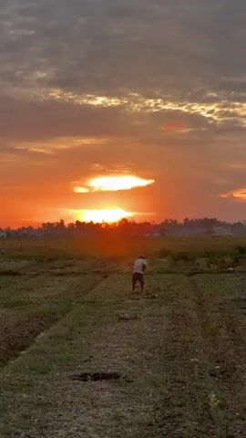 A lone figure walks across a tilled field at sunset. The sky is filled with dramatic clouds tinged orange and yellow by the setting sun. The ground is marked with rows of cultivated earth, some with sparse green growth. The figure appears to be a man wearing a light-colored shirt and dark shorts, holding a tool or stick. He is walking away from the camera, towards the horizon. The overall impression is one of rural tranquility and the end of a day's labor.
