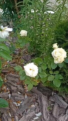The video shows a close-up view of a garden scene. In the foreground, there are several white roses with green leaves. The roses are in various stages of bloom, with some fully open and others still developing. The ground is covered with mulch, which appears to be made of wood chips. In the background, there are tall green plants and a dark green conifer. The lighting suggests it is daytime. There are no people or animals visible in the video. The focus is on the natural elements of the garden.