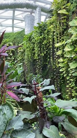 The video shows a lush, indoor garden with a waterfall cascading down a green wall. The wall is covered in various types of plants, including climbing vines and moss.  A small pond is visible at the base of the wall, surrounded by large-leafed plants in shades of green and burgundy. Two light gray birds are perched on a plant in the center of the frame. The garden is enclosed by a white, metal structural framework, possibly a greenhouse or indoor conservatory. The sound of flowing water is audible.