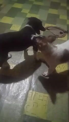 Two puppies are interacting in a dimly lit room with a tiled floor. One puppy is black, and the other is white with brown markings. They appear to be playing, as they are close together and their bodies are in motion. The black puppy is on the left, and the white and brown puppy is on the right. Their shadows are cast on the floor. There is a mat or blanket visible in the background.