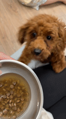 Eager poodle puppy at mealtime in Sofia