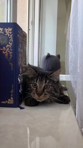 A tabby cat is lying on a windowsill next to a stack of blue books. A grey plush toy is behind the cat's head. The cat's paws are tucked underneath its body. The cat is looking directly at the camera with its eyes wide open. The background is blurred, but it appears to be a room with a window. The lighting is bright, suggesting it is daytime. There are no other people or animals visible in the video. The video is short and consists of a single shot.