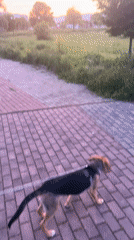 Colorful sunset observed with dog in Sevlievo, Bulgaria
