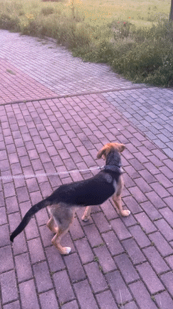 Colorful sunset observed with dog in Sevlievo, Bulgaria