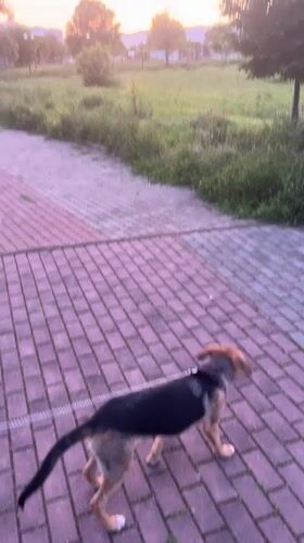 Colorful sunset observed with dog in Sevlievo, Bulgaria