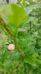 Hibiscus blooms and buds up close in a garden setting