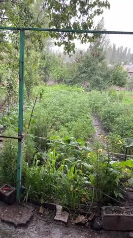 This is a video of a garden during a rain shower. The camera is looking out through a metal frame, possibly a gate or part of a fence, covered in green paint. The frame is situated in the foreground, partially obscuring the view of the garden. Rain is visible falling, creating streaks and splashes on the ground and plants. The garden is lush and green, with rows of various plants, including what appears to be corn, squash, and other leafy vegetables. In the background, trees and a building with a sloped roof are visible. The sky is overcast, contributing to the dim, rainy atmosphere.