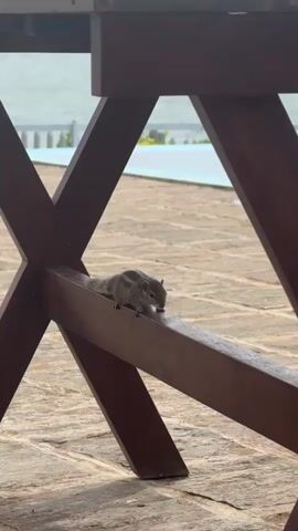 A squirrel is captured in a video as it walks along a wooden structure, then jumps down to the ground. The squirrel is small and has stripes running down its back. The background shows a body of water and what appears to be a paved area. The video is shot from a low angle, looking up at the squirrel and the wooden table legs.