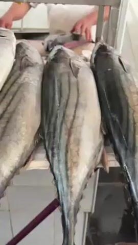 Here is a description of the video:

The video shows several large, whole fish displayed on a metal shelf at what appears to be a fish market. The fish are silver and gray with dark stripes, and they are lined up horizontally. In the background, a person wearing a white shirt and apron is cutting and filleting another fish on a stainless steel work surface. The person's hands are visible as they work with the fish and a knife.