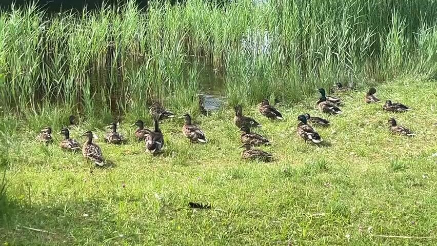 This media file depicts a peaceful natural scene featuring a flock of ducks gathered on a grassy bank next to a body of water. The water's edge is bordered by tall, green reeds, suggesting a wetland or marshy environment. The ducks, appearing to be mallards, are of various sizes, with some appearing to be ducklings. They are mostly resting, some standing and others sitting or lying down on the lush green grass.

The activity is simply the ducks congregating by the water, possibly basking in the sun or taking a break from swimming. The overall impression is one of tranquility and natural harmony.

Notable details include the time of day, which appears to be daylight, likely late morning or early afternoon, given the bright sunlight casting shadows on the grass. The weather seems pleasant and warm, suitable for outdoor activity for the ducks. The location cues, such as the reeds and the type of ducks, point to a temperate climate, and the provided location context of Vangaži, Latvia, aligns with this. There are no humans visible, and the focus is solely on the natural environment and the waterfowl. No text is visible in the media file.