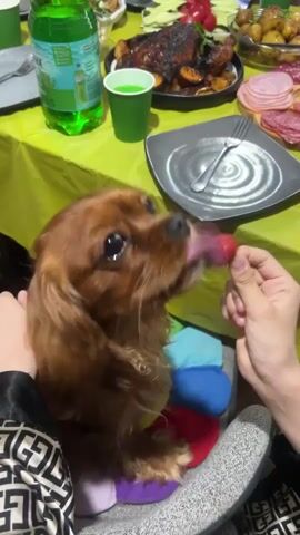 A medium-sized brown dog with long fur is being fed a strawberry by a person's hand. The dog is sitting on a gray chair with a colorful cushion. In the background, a table is set with food, including a roasted chicken, potatoes, sliced ham and salami, and a green beverage in a bottle and a cup. Another person's hand, wearing a black and white patterned sleeve, is visible resting on the dog. The scene appears to be an indoor gathering or meal.