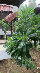Heavy morning rainfall documented in Ban Bang Rak, Thailand
