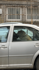 Dog waits in parked car in Plovdiv