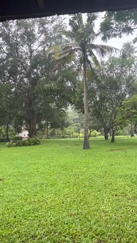 The video shows a grassy field with several trees, including a tall palm tree in the center. It is raining, with visible streaks of rain falling. The overall atmosphere is tranquil and serene. There are no people or animals visible in the video. The scene appears to be an outdoor garden or park.