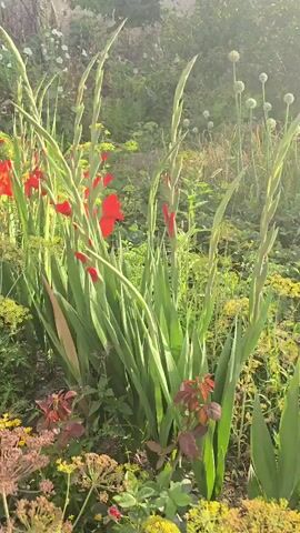 The video shows a close-up view of a garden with various flowers and plants. In the foreground, tall red gladiolus flowers stand out among lush green foliage. To the left, delicate yellow flowers with feathery petals are visible, along with some rose bushes with pink and white blooms. The background consists of more greenery, suggesting a densely planted garden. The lighting indicates it is daytime, possibly late afternoon due to the warm glow of the sun. There are no people or animals present in the frame.