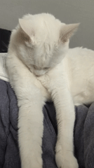 White cat and chinchilla spotted in Sevastopol residential area