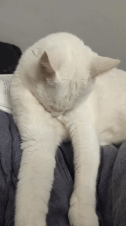 White cat and chinchilla spotted in Sevastopol residential area