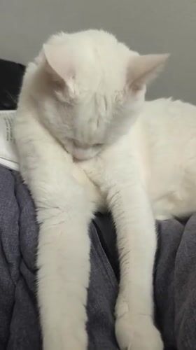 White cat and chinchilla spotted in Sevastopol residential area