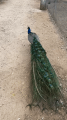 Morning visit to Israeli petting zoo captures peacocks, camels