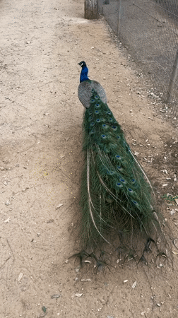 Morning visit to Israeli petting zoo captures peacocks, camels