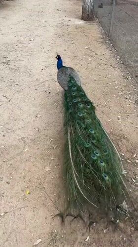 Morning visit to Israeli petting zoo captures peacocks, camels