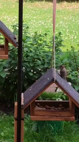 A bird feeder hangs from a metal pole. On the feeder, nuts and seeds are visible in the trough. A brown bird perches on the roof of the feeder. In the background, green foliage and white flowers are seen. Another bird is perched on a second, partially visible bird feeder to the left.