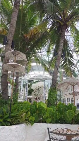 The video shows a wide shot of a tropical outdoor dining area with palm trees and lush greenery. In the background, a large greenhouse-like structure with white framing and glass panels is visible. Several white decorative umbrellas with fringe are set up, some are open and some closed, casting shadows on the ground. In the foreground, white planters filled with large green leaves and some red-leafed plants are prominent. A white wall with a rough texture forms the immediate foreground. A metal chair with a dark cushion is partially visible on the right. The overall atmosphere is serene and resort-like.