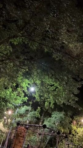 The video shows a nighttime view looking upwards through trees. The leaves are illuminated by artificial lights, casting green and white glows. In the foreground, partially obscured by leaves, appears to be some sort of structure or equipment, possibly from a playground or outdoor seating area, with dark poles and circular elements. Distant lights are visible through the foliage. A small, bright purple light or object is visible in the mid-distance, hovering near the trees. The sky is dark.
