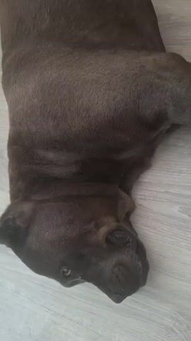 This is a video of a dark-colored dog lying on a light-colored wooden floor. The dog is on its back, with its legs in the air and its head turned to the side. The dog appears to be relaxed and possibly sleepy. The lighting suggests it is daytime. The environment seems to be indoors, likely a home. There is no visible text in the video. The video is short, lasting only a few seconds. The dog's fur is short and appears to be a solid dark brown or black color. Its eyes are partially closed, and its mouth is slightly open. The overall impression is one of a domestic pet at rest.