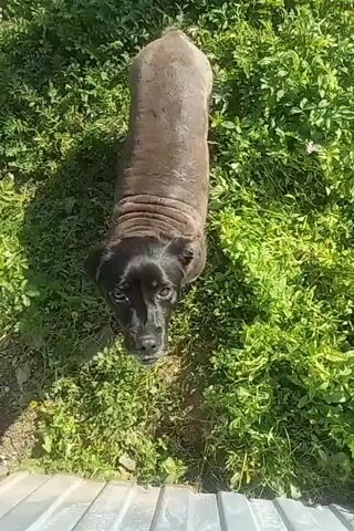 A medium shot captures a black dog with a shaved coat from a high-angle perspective. The dog is standing in a patch of green grass, its body elongated and its head tilted slightly upwards, looking directly at the camera. The dog's skin appears to be wrinkled in places, and it has dark eyes and floppy ears. The grass is lush and somewhat overgrown, with some small wildflowers scattered throughout. The overall scene suggests an outdoor setting on a sunny day, possibly a backyard or a park, with a hint of a metal structure visible in the bottom foreground, suggesting a fence or a raised platform. The dog's expression is neutral, perhaps curious or expectant. There is no visible text in the media file. The time of day appears to be daytime, given the bright sunlight casting shadows. The weather seems pleasant and sunny. The location context is Akbasheva, Russia.