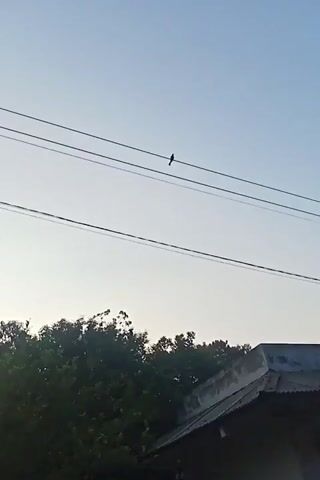A bird perched on a wire. The bird then takes flight and flies away. The background consists of trees and a building. The sky is clear and pale blue.