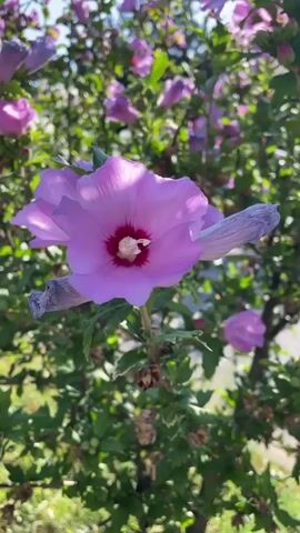 The video shows a close-up of a pink hibiscus flower in the foreground, with a blurry background of more pink and white hibiscus flowers on a bush. The sun is shining brightly, and the sky is blue. The camera slowly pans to the right, revealing a bush with white hibiscus flowers. The video is short, lasting only about 4 seconds, and features no sound.