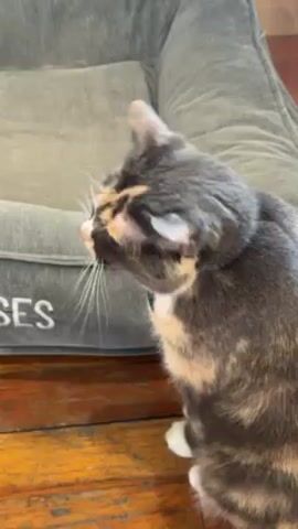 A cat sits on a wood floor, to the right of a dog bed. The cat is primarily gray, with areas of white and tan. It faces left and then turns its head forward to look at the camera. The dog bed is large, gray, and rectangular with raised edges. "SES" is written on the edge of the bed, in gray lettering. The floor appears to be made of varnished wood planks.