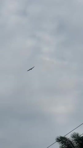 The video shows a bird soaring in a gray, cloudy sky. The bird appears dark in silhouette, against the overcast sky. In the bottom right corner of the video, there are a few leaves of a tree visible.