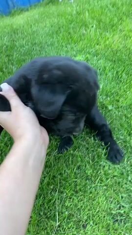A black puppy is lying on its side on green grass. A human hand enters the frame and pets the puppy's head and back. The puppy then rolls onto its back and the hand pets its belly. The puppy has white markings on its chest and paws.