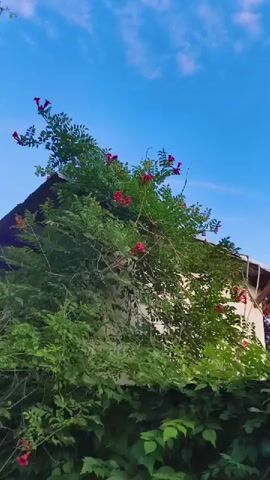 The video shows a partially overgrown building, likely a house, with lush green foliage and red flowers climbing its exterior. The sky above is a clear blue with a few wispy clouds. The camera pans slowly from left to right, revealing more of the building and its surroundings. The overall impression is one of nature reclaiming a man-made structure, creating a picturesque and somewhat wild scene.