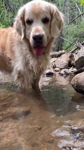 The video shows a golden retriever standing in shallow, murky water. The dog's fur is wet and matted, and it has a pink tongue sticking out. The dog is looking down at the water, and its head is lowered. The environment appears to be a forest, with trees and rocks visible in the background. The water has ripples and small splashes, indicating the dog is interacting with it.