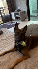 Dog plays with tennis ball toy in Thailand