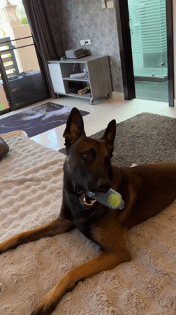 Dog plays with tennis ball toy in Thailand