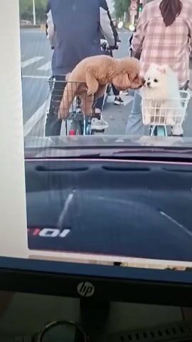 The media file captures a candid street scene from inside a vehicle, likely a car, looking forward. The subjects are two people riding electric bicycles, each accompanied by a dog in a basket attached to the front of their bicycle.

The person in the foreground on the left is a man wearing glasses and a dark jacket over a white shirt. His dog, a light brown poodle-like breed, is perched in a metal basket, looking directly at the camera with its mouth open as if panting or excited. The person on the right is a woman wearing a plaid shirt and jeans, with her hair tied back. Her dog, a small white fluffy breed, is in a similar basket and appears to be looking towards the poodle. The two dogs are positioned close enough to interact, with the brown dog's head extending towards the white dog.

The bicycles are on a paved road, with white lane markings visible. In the background, other vehicles and people are present, suggesting a moderately busy urban environment. Traffic lights and street signs are visible, indicating a street in a city. The lighting suggests it is daytime, possibly late afternoon or early evening, with a soft, diffused light.

The scene conveys a sense of everyday life and a heartwarming interaction between pets and their owners. The dogs appear content and well-behaved, adding a charming element to the ordinary commute. The visual focus is on the dogs and their owners' mode of transportation, highlighting the unusual but endearing sight of pets riding along in their baskets.

There is no discernible text within the visible portion of the media file, beyond what might be part of the vehicle's interior in the foreground which is out of focus. The location is contextually identified as Al Aweer, United Arab Emirates.