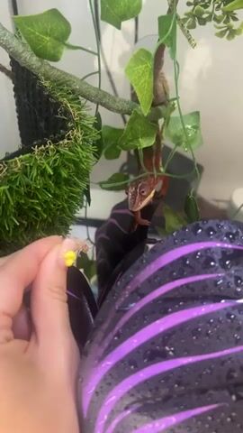 A person's hand with a yellow nail polish, holding a cricket, is in the foreground of the video. The hand is reaching out towards a chameleon that is perched on a branch in a terrarium. The chameleon is red and orange with black stripes and is looking at the cricket. There are green artificial plants and other decorations in the terrarium.