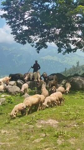 A flock of sheep grazes on a grassy slope with large rocks scattered throughout the terrain. A shepherd stands among the sheep, holding a stick. In the background, a majestic mountain range is visible, with some parts shrouded in mist and clouds, under a bright, partly cloudy sky. The scene is framed by the leaves of a large tree in the upper right corner.