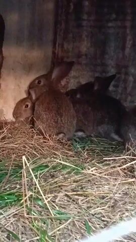The video shows four rabbits huddled together in a pen filled with hay. One rabbit is brown, two are darker, and a smaller rabbit nestles among them. The pen appears to be enclosed, with dark walls visible in the background.