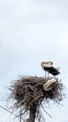 Storks nest on utility pole with sneaker in structure