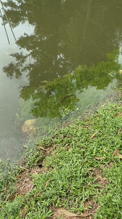Morning nature walk documented in Choeng Thale, Thailand