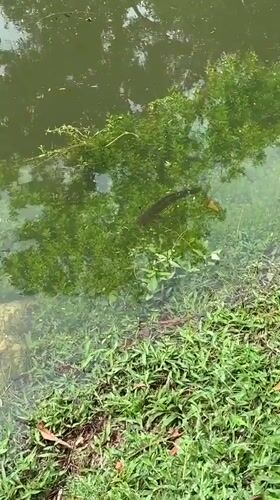 Morning nature walk documented in Choeng Thale, Thailand