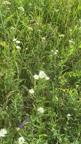 This media file is a short video capturing a close-up view of a meadow filled with lush green grass and various wildflowers. The primary focus is on a white butterfly with pale yellow markings, which flits amongst the flowers. Several small white flowers, likely yarrow, are visible, along with some taller plants with feathery leaves. A single purple wildflower can be seen towards the bottom left of the frame. The scene appears to be bathed in bright sunlight, suggesting it is daytime, likely late morning or afternoon, with clear weather. The overall impression is one of a peaceful, natural environment. No people or text are visible in the video.
