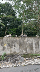 Macaque monkeys gather on concrete wall in Ubud